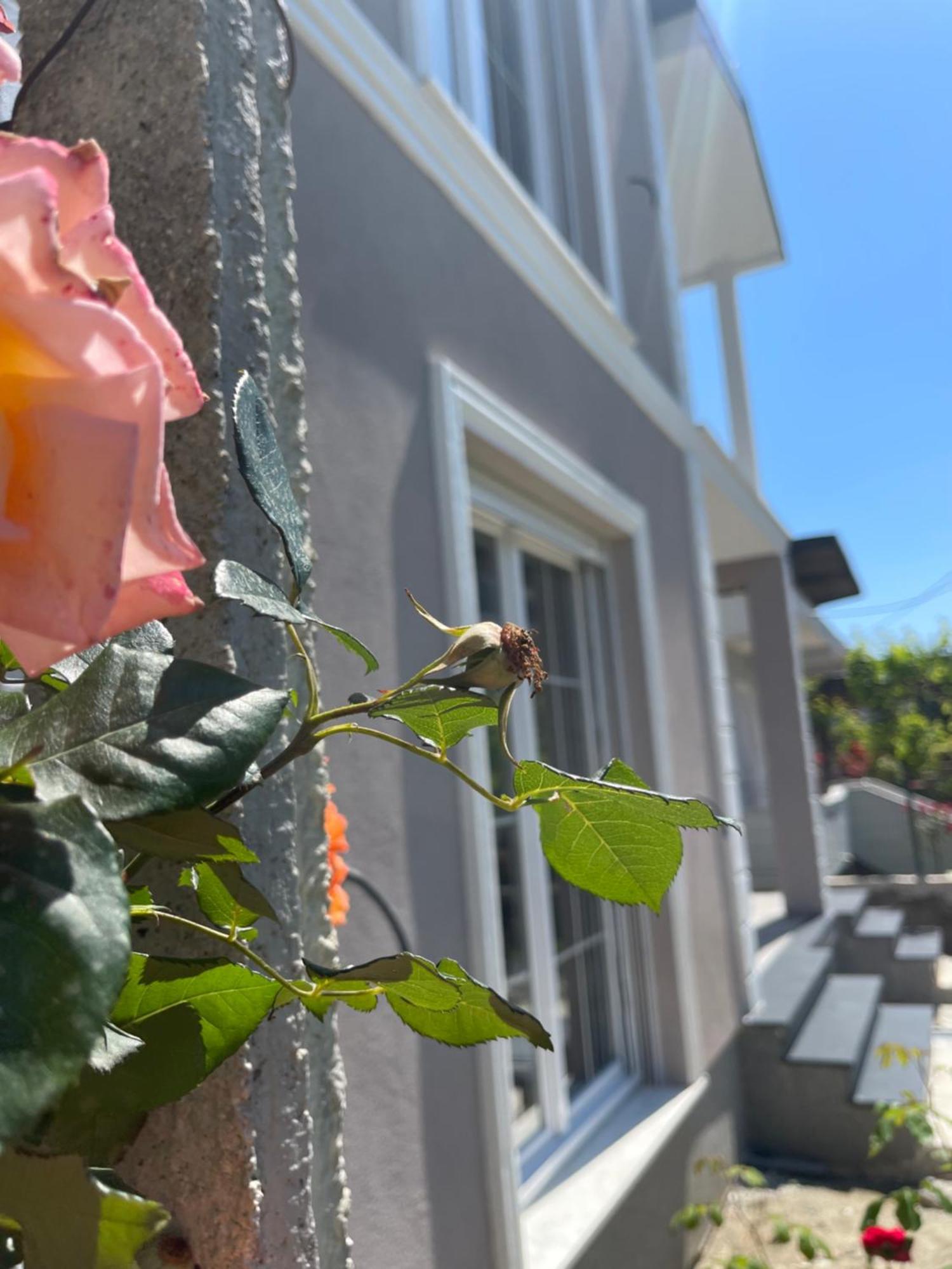 Villa Ajla Durres Bagian luar foto